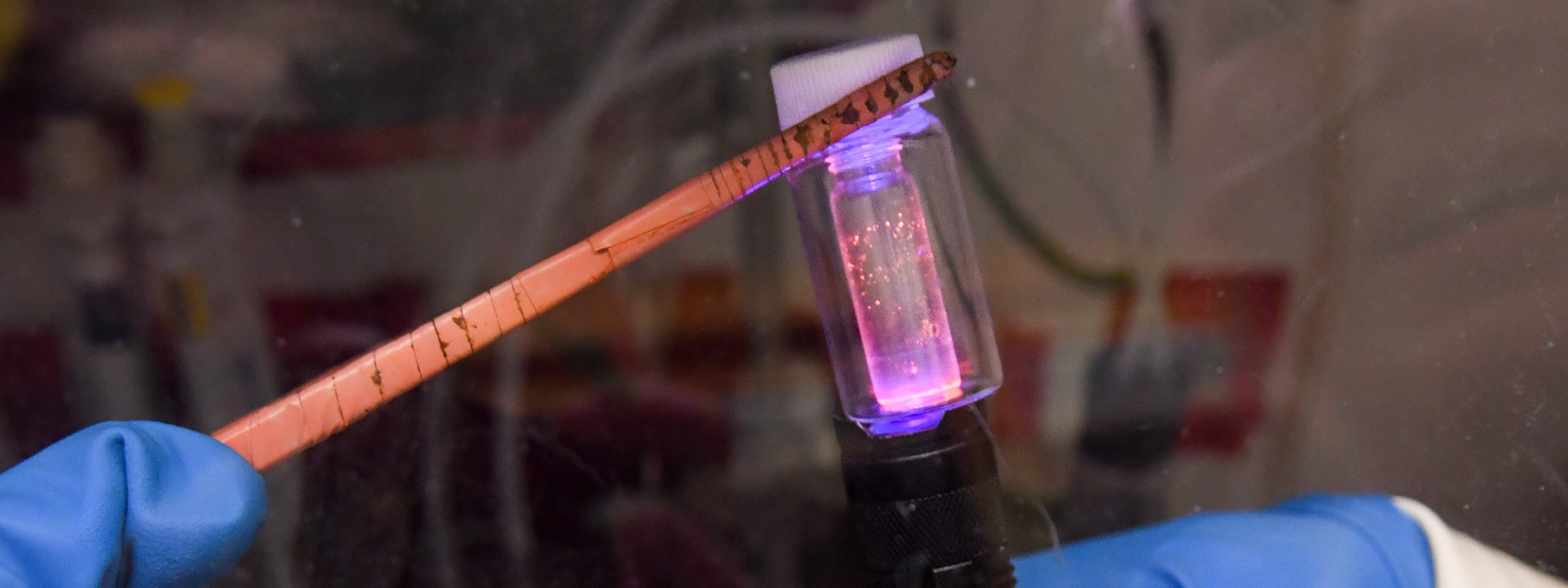 Gloved hands holding tweezers which are holding a sample of Neptunium